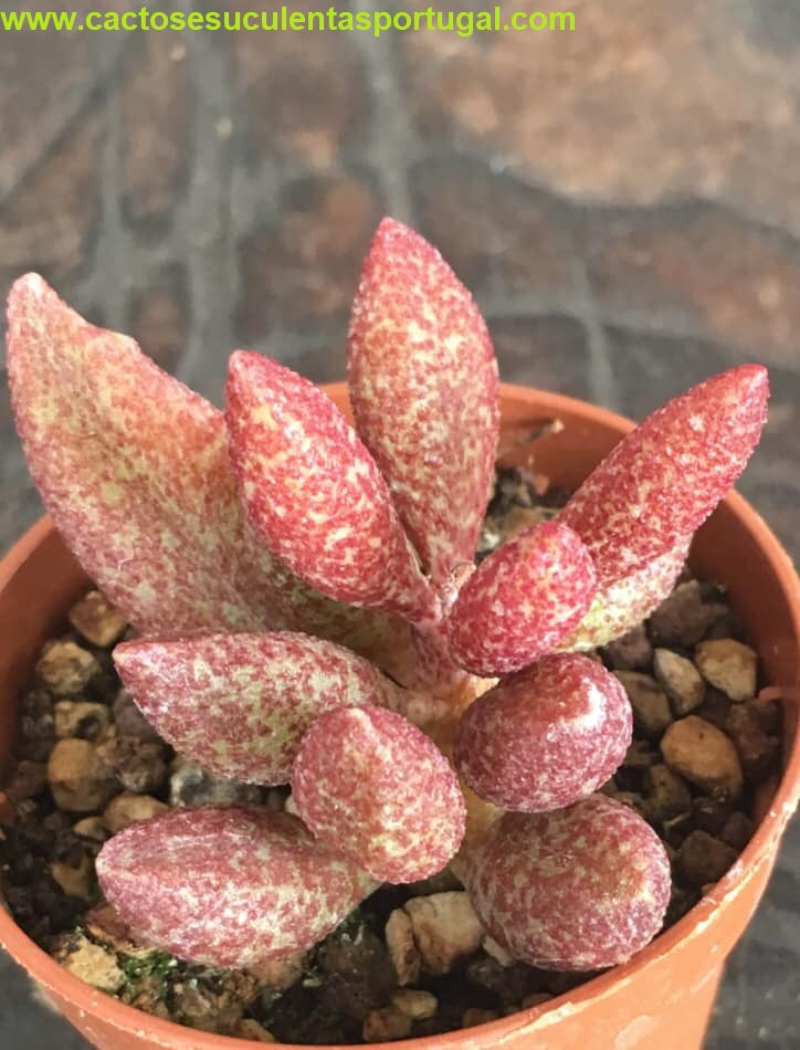 Adromischus marianiae antidorcatum