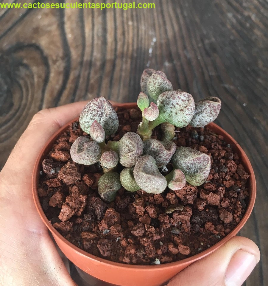 Adromischus marianiae silver fountain