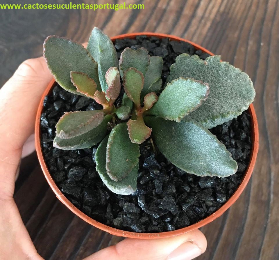 Adromischus schuldtianus subsp. schuldtianus