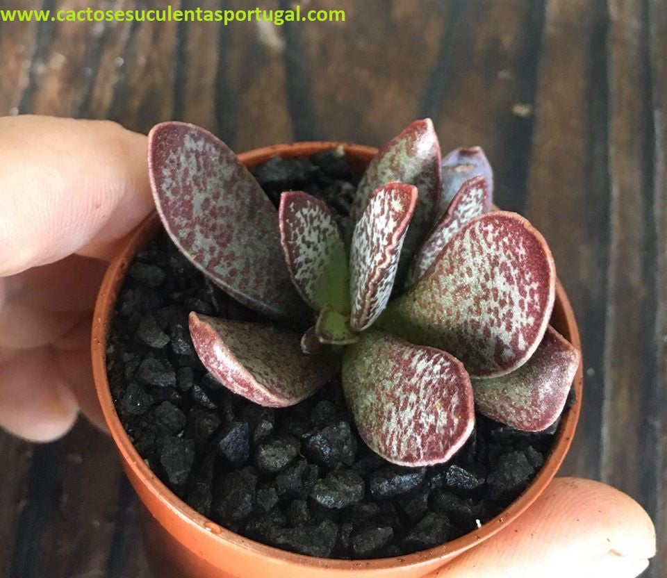 Adromischus trigynus calico hearts 