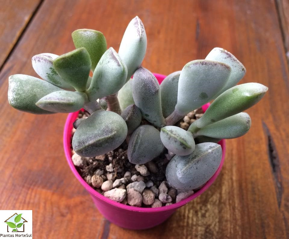 Adromischus truncatus