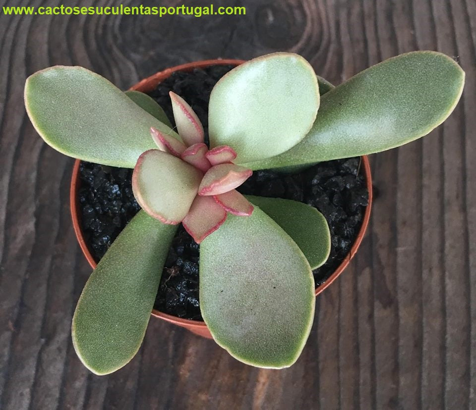 Adromischus umbraticola ramosus