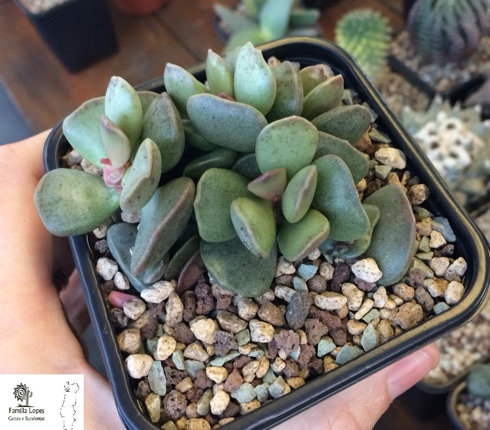 Adromischus alstonii,