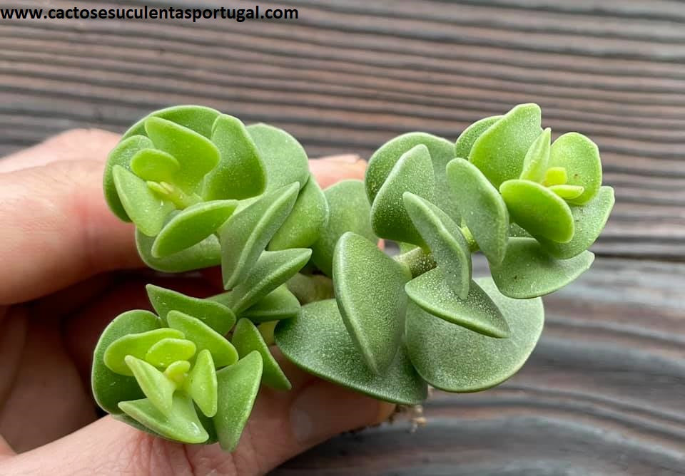 Adromischus caryophyllaceus