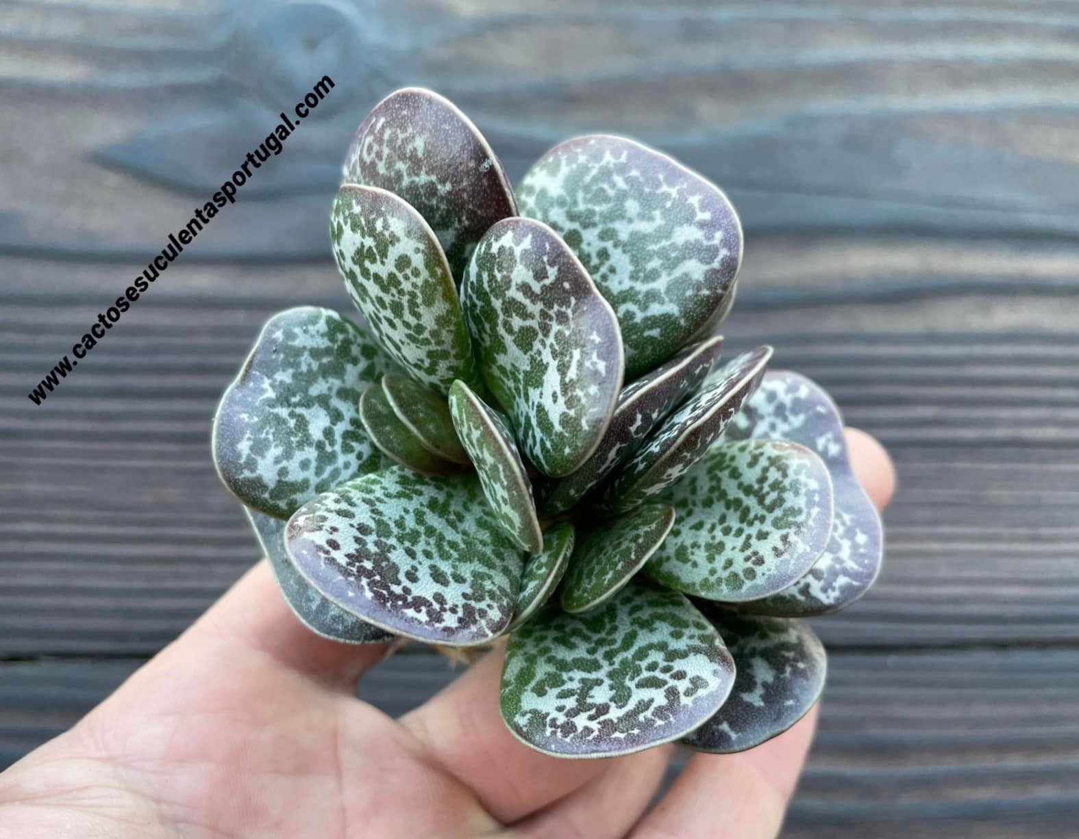 Adromischus maculatus