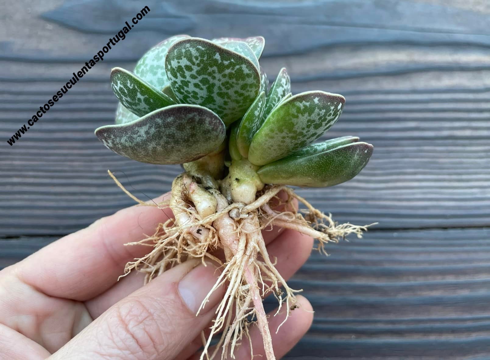 Adromischus maculatus