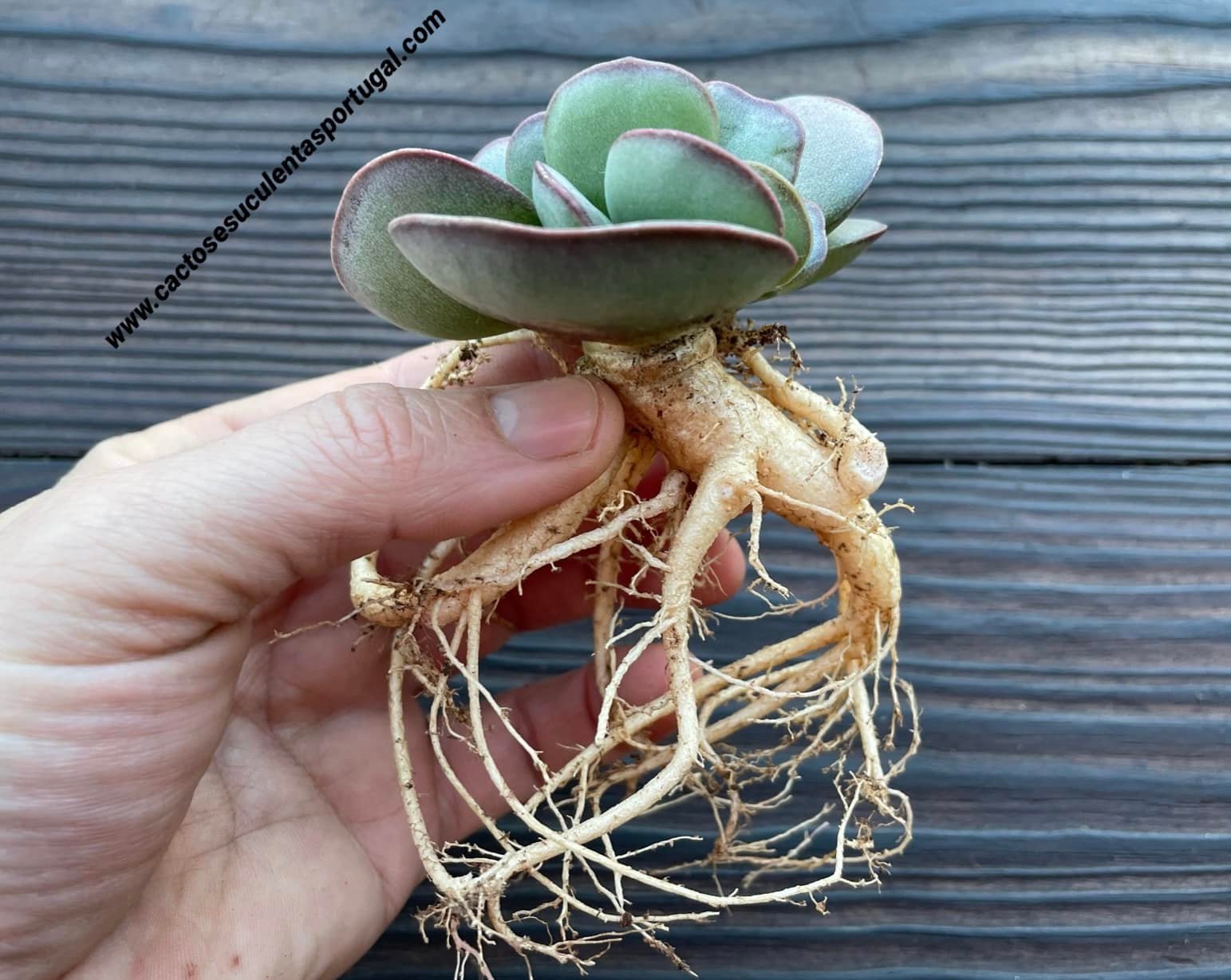 Adromischus maculatus x sculdtianus