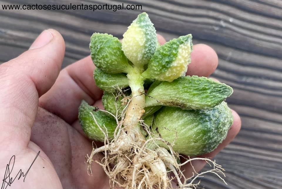 Adromischus marianae 'lemon green' variegated form