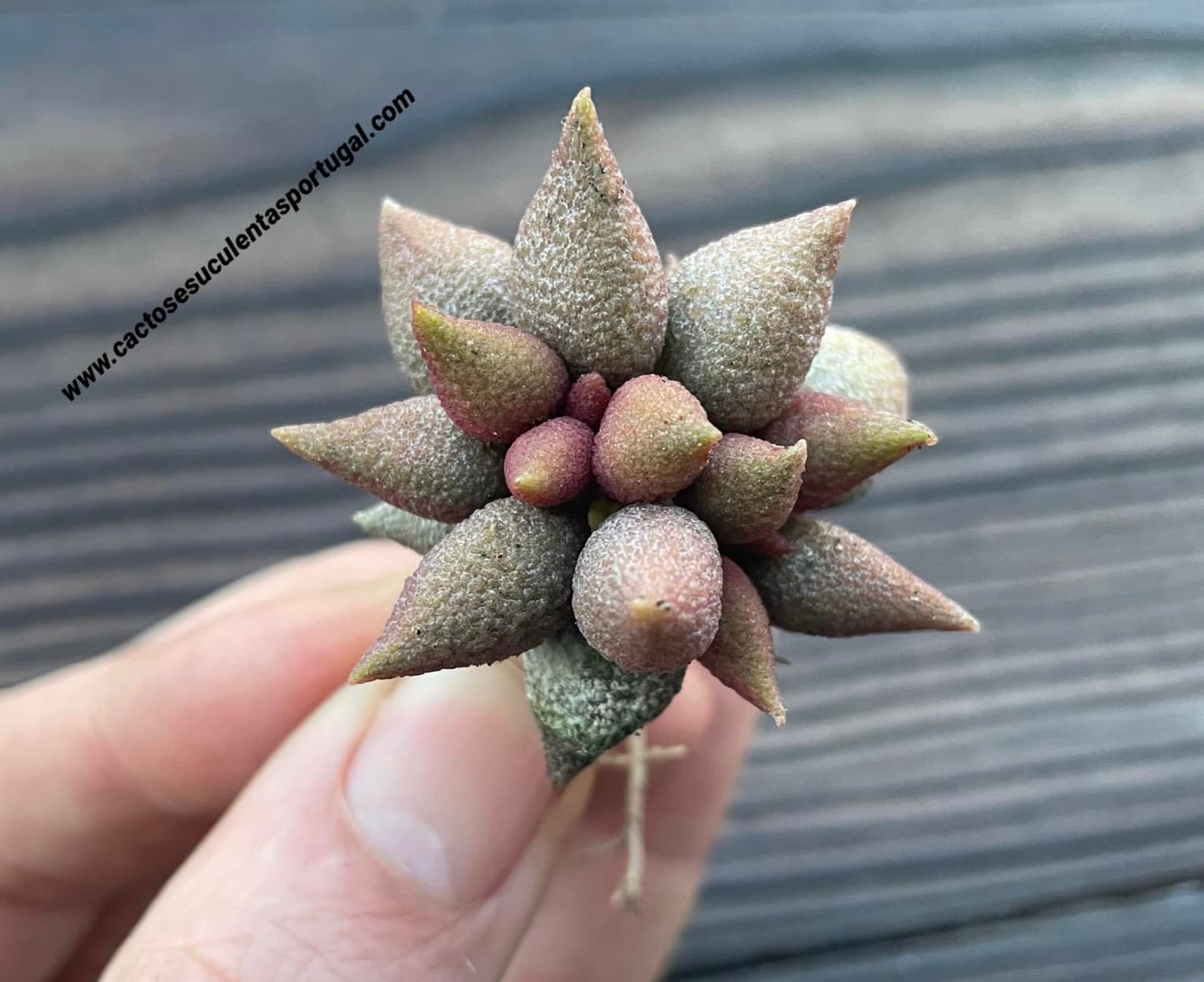 Adromischus marianae f. herrei aubergine
