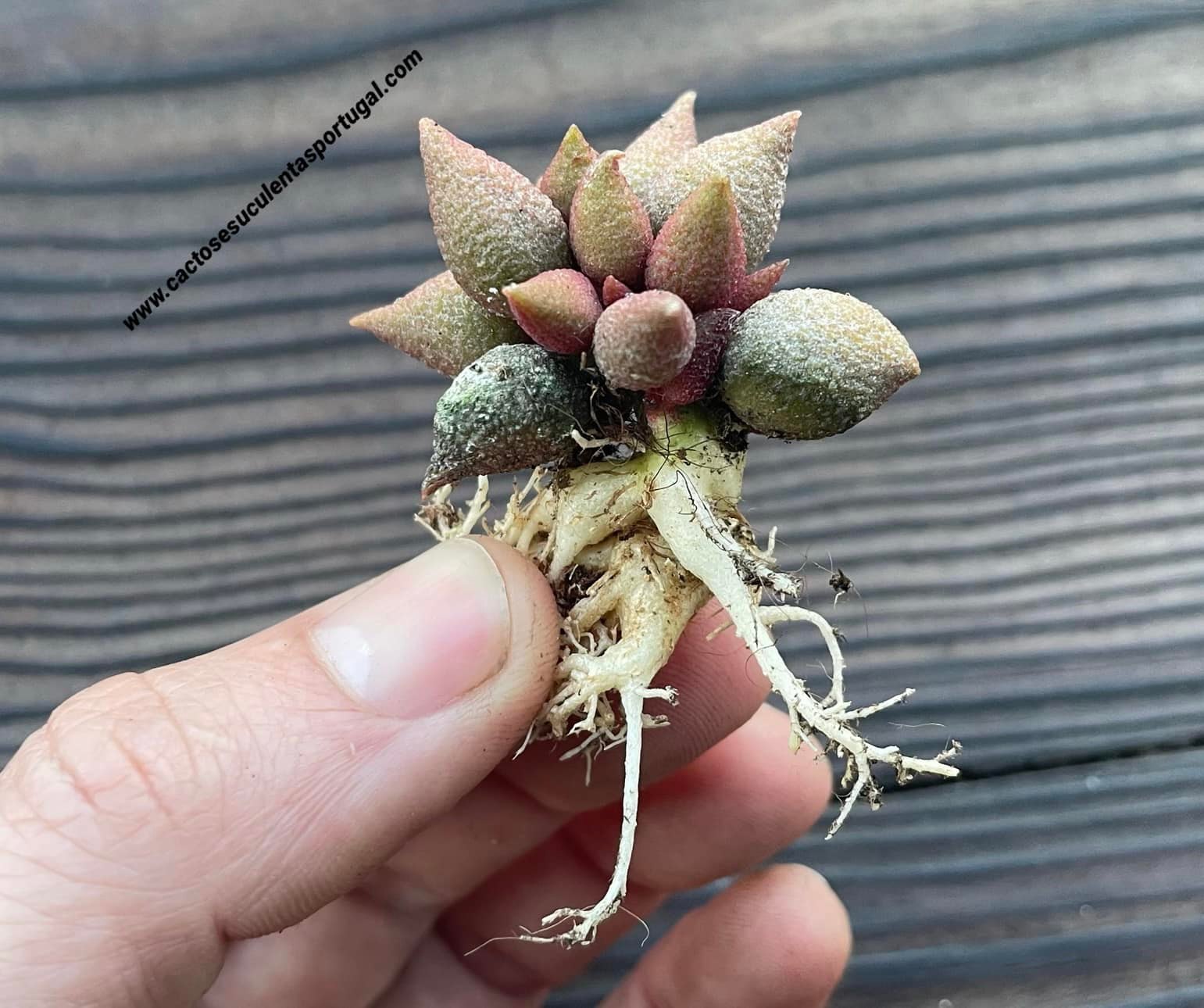 Adromischus marianae f. herrei aubergine
