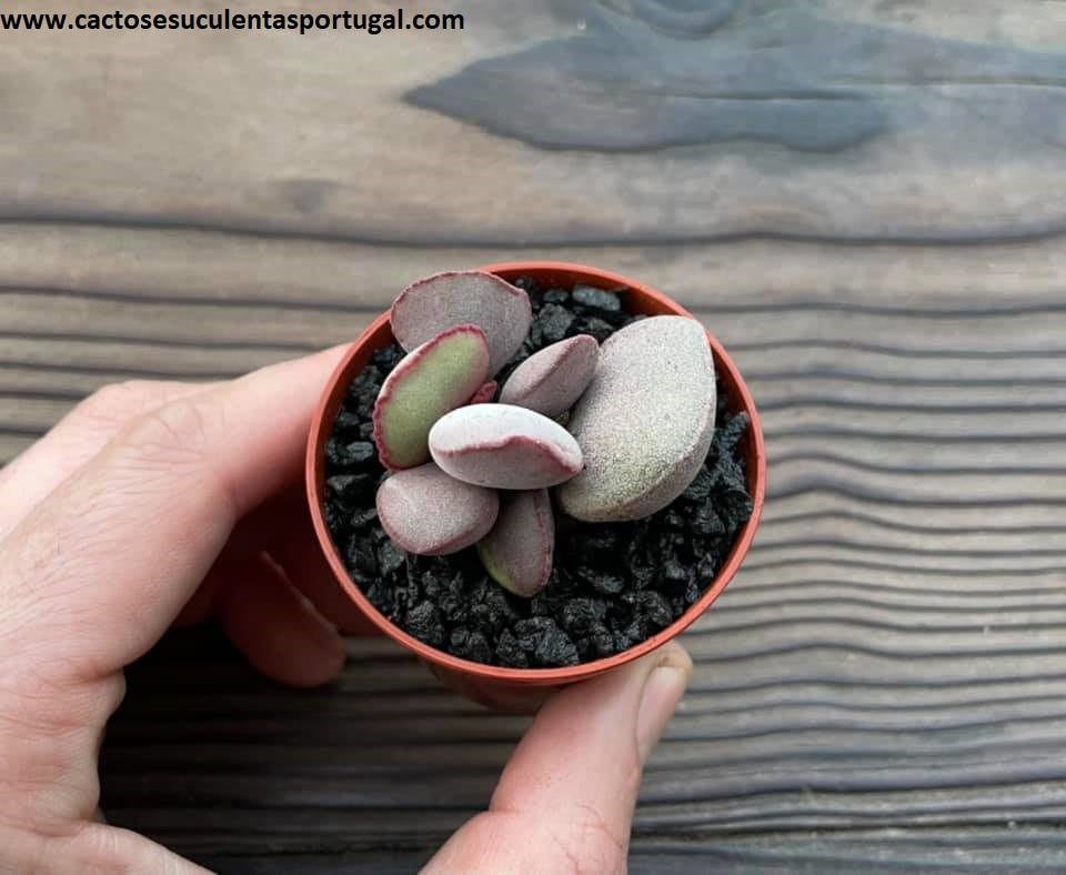 Adromischus marianae var. 'hallii pink'