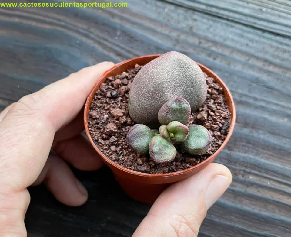 Adromischus marianiae 'Little Spheroid'