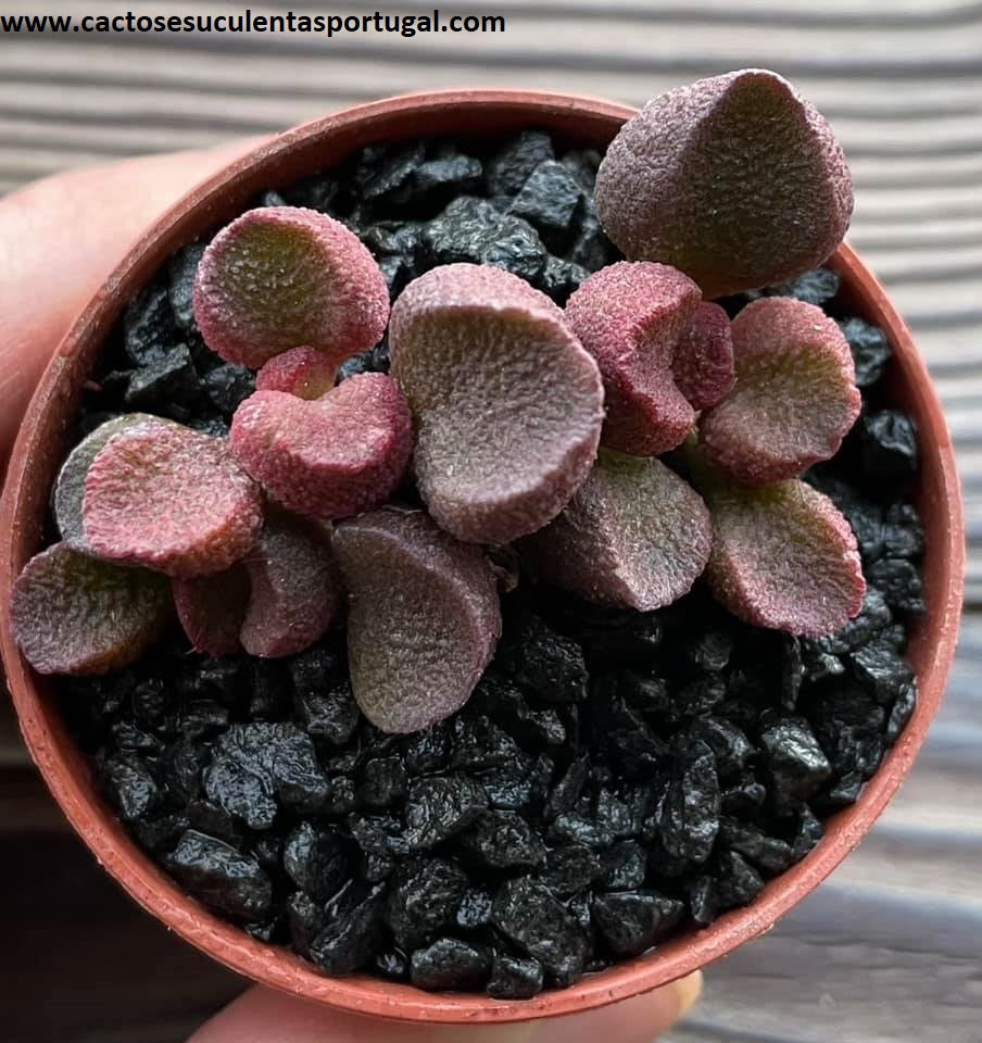 Adromischus marianiae 'Pop Hearts'