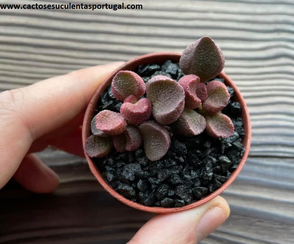 Adromischus marianiae 'Pop Hearts'