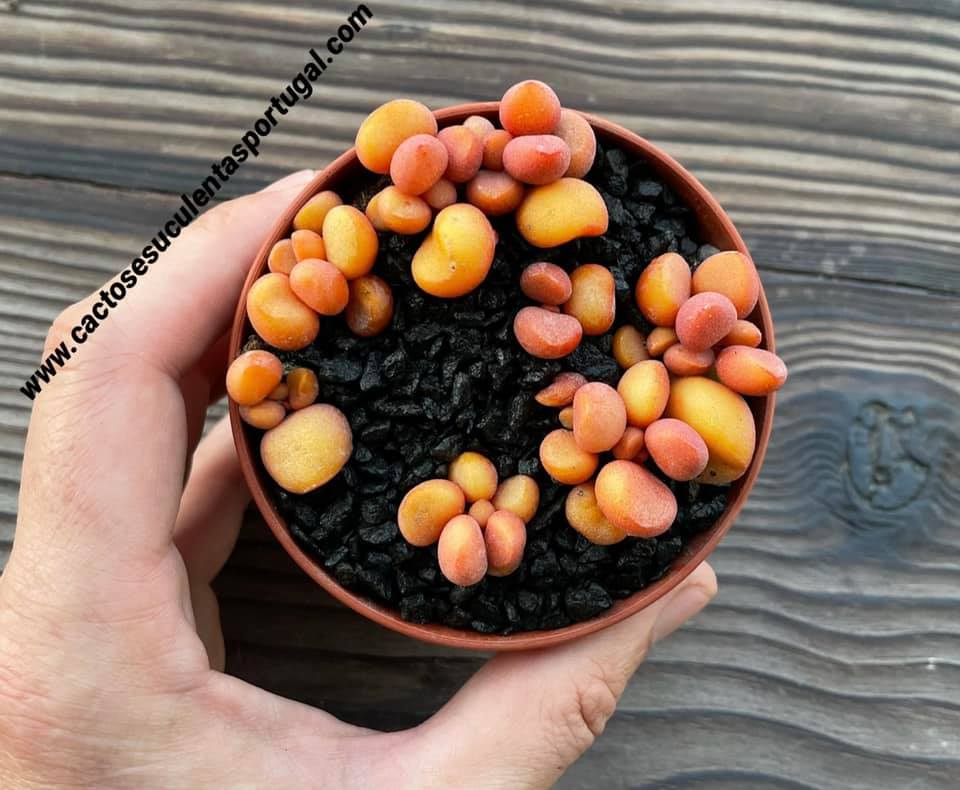 Adromischus marianiae 'orange earth fire' hib. by J. Pablo