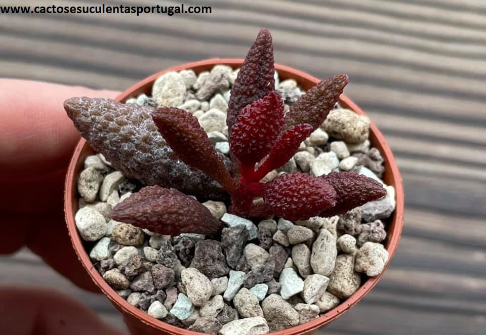 Adromischus marianiae 'Red Licorice'