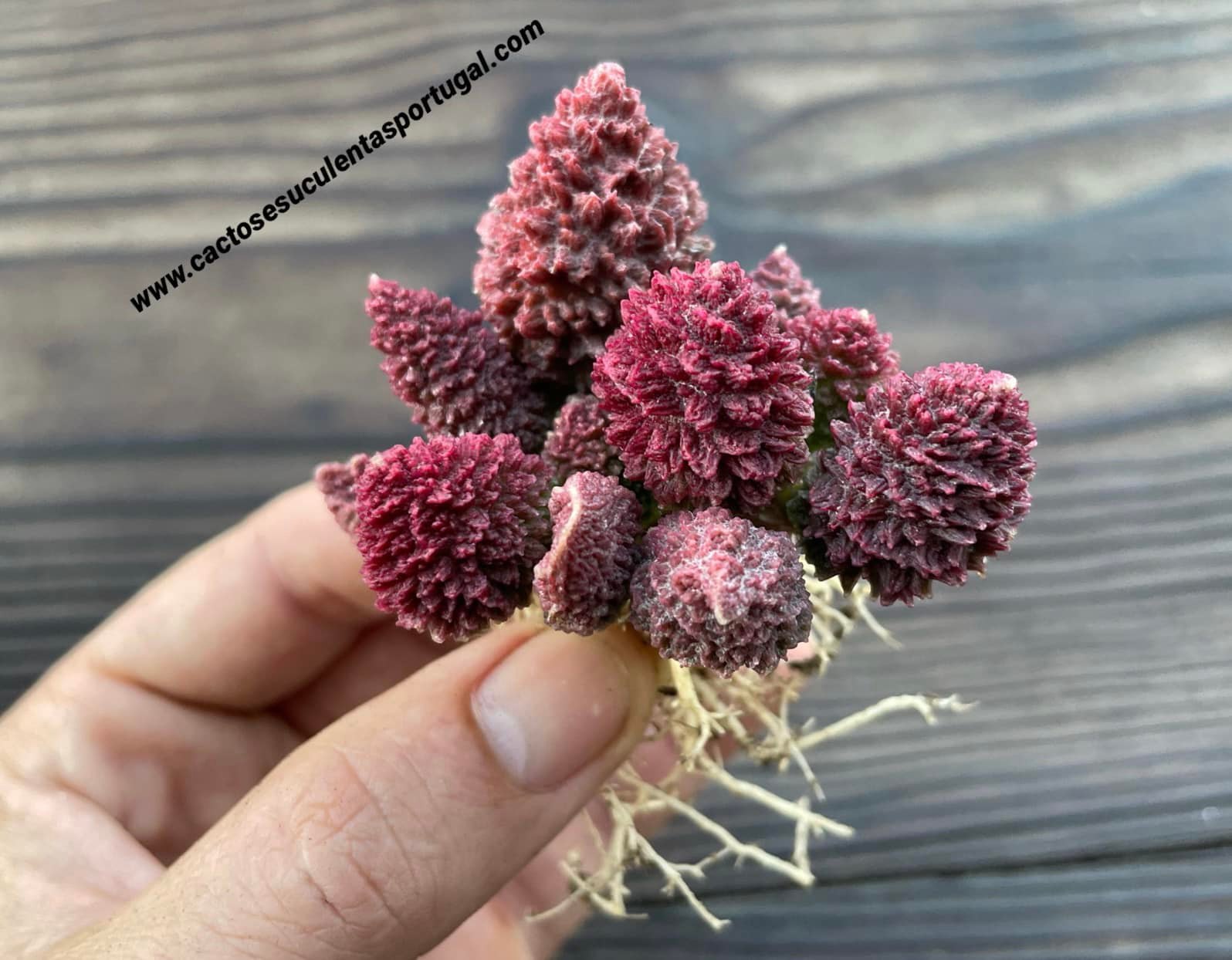 Adromischus marianiae herrei “Red Coral”