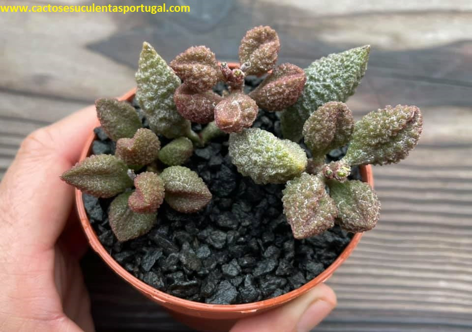 Adromischus marianiae herrei cv. Coffee Bean