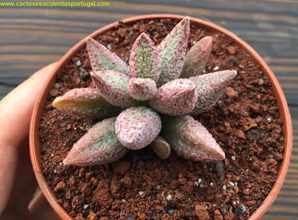 Adromischus marianiae "ignis orion"