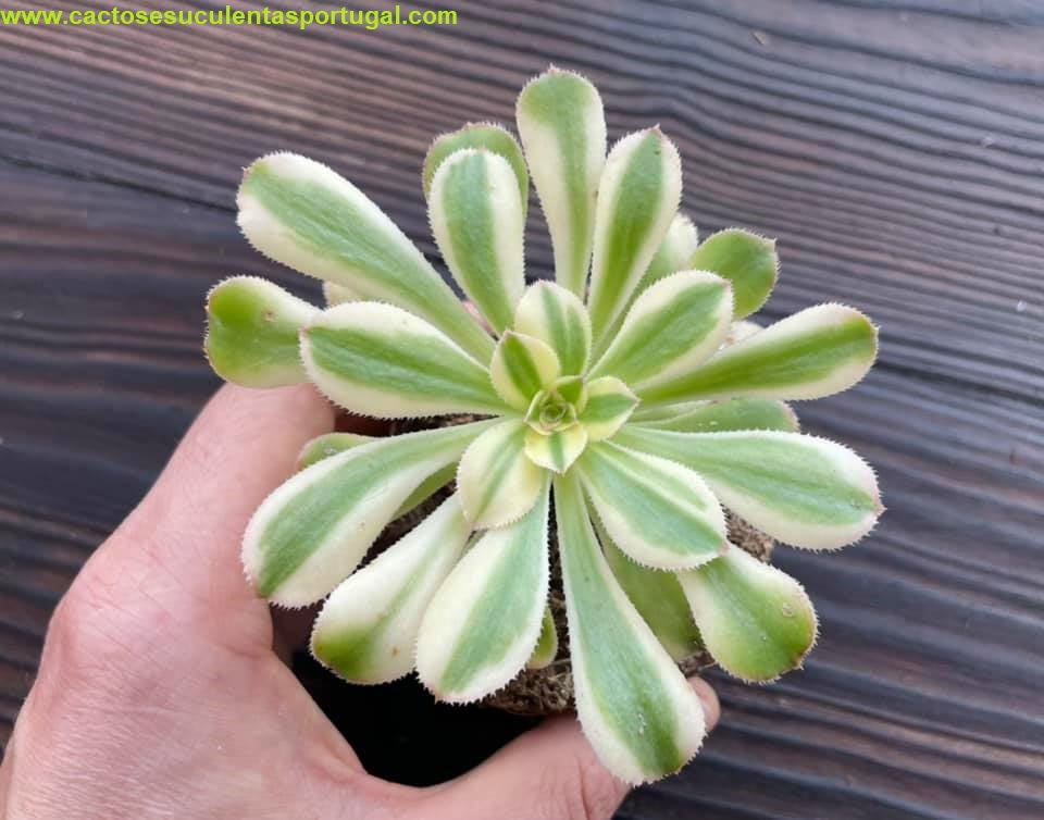 Aeonium Arboreum Albovariegata 