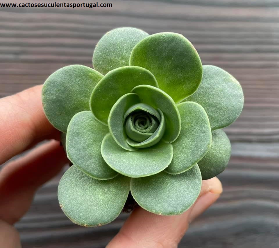 Aeonium Aureum, Greenovia Aurea