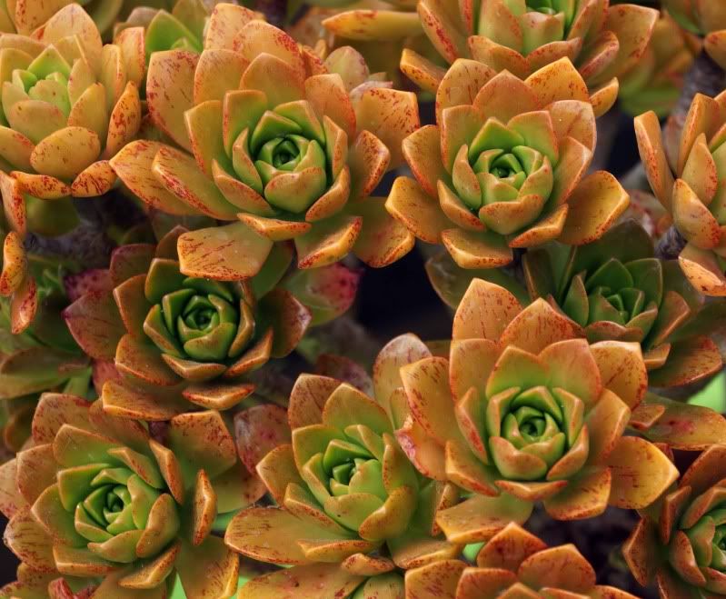 Aeonium 'Bronze Medal' 