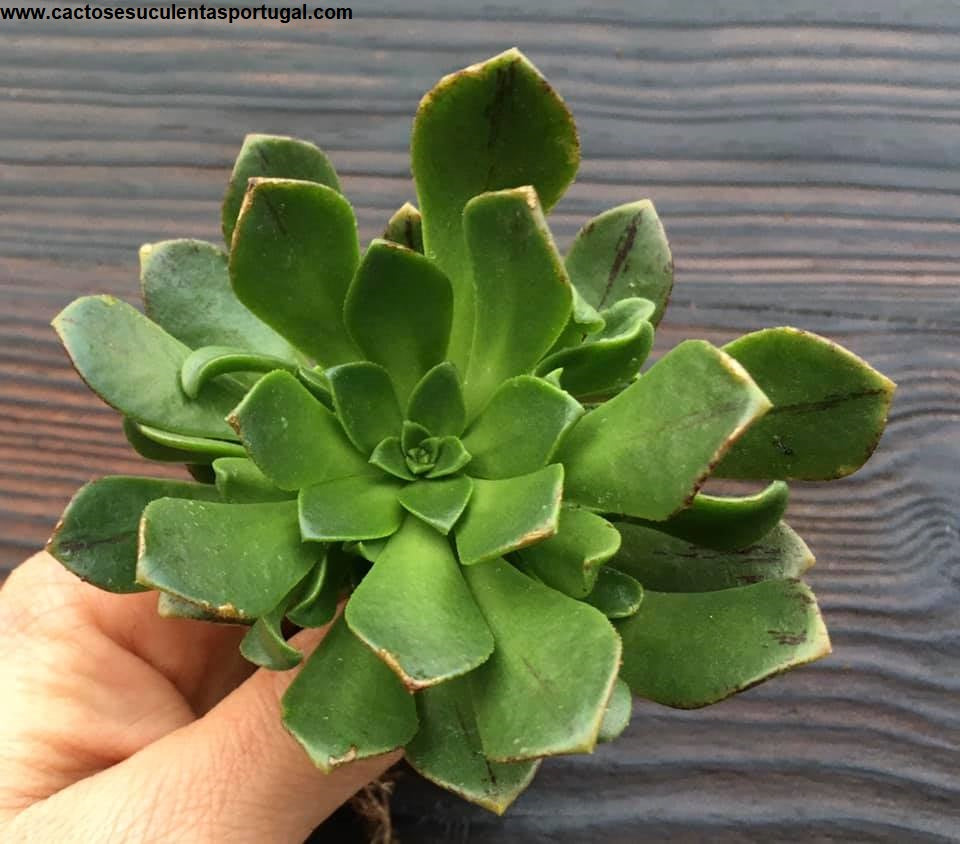 Aeonium 'Bronze Medal' 