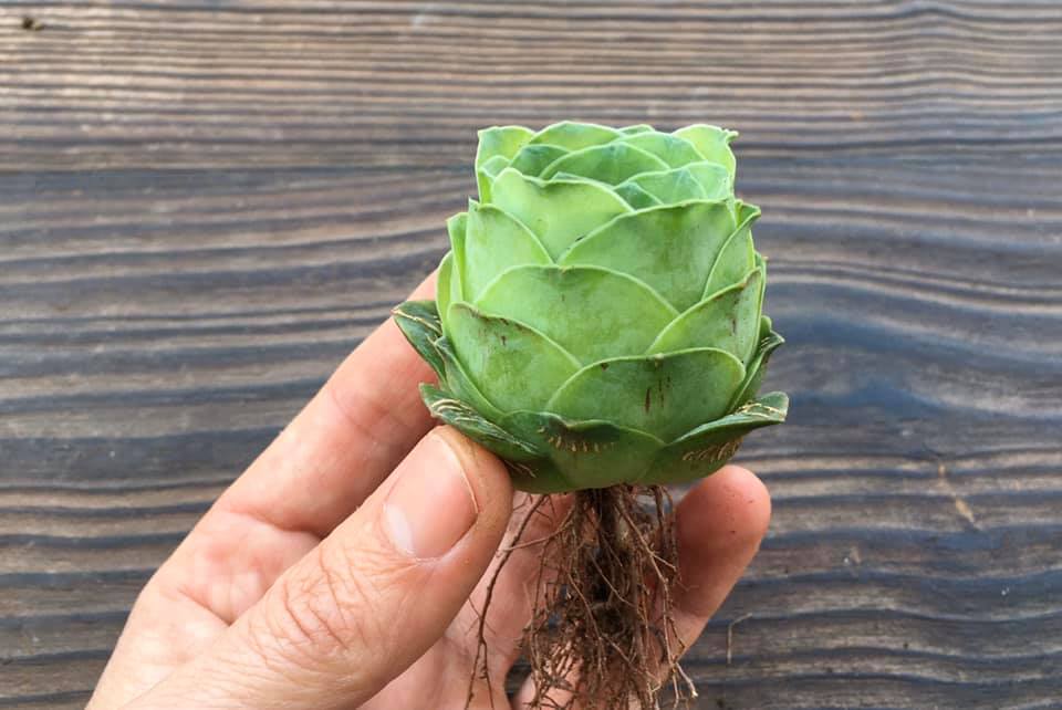 Aeonium Diplocycla Gomera Green Rose Succulent 