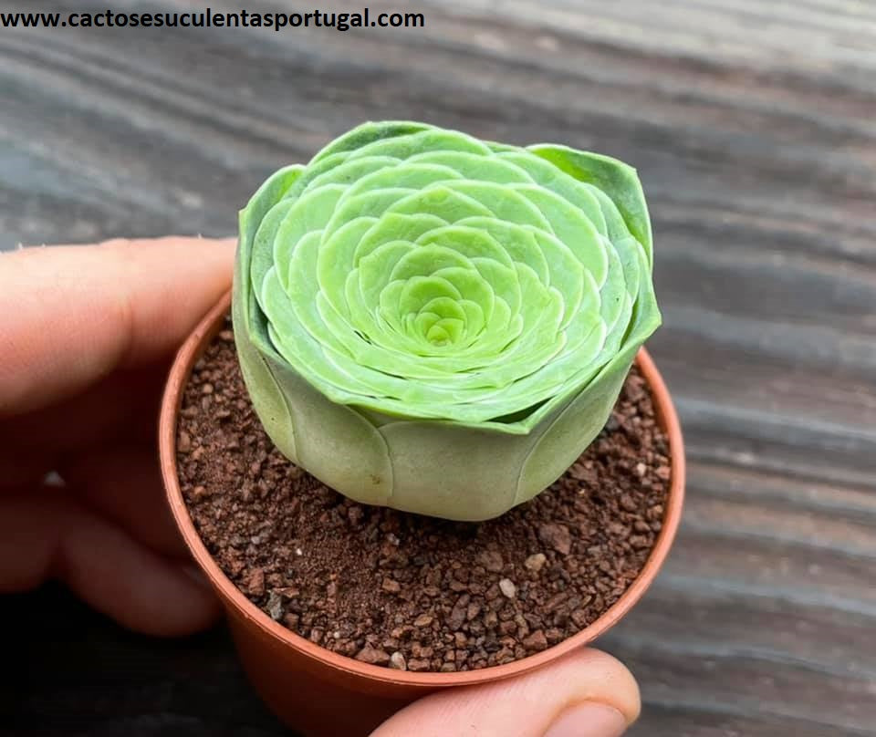 Aeonium Diplocycla Gomera 'Green Rose' 