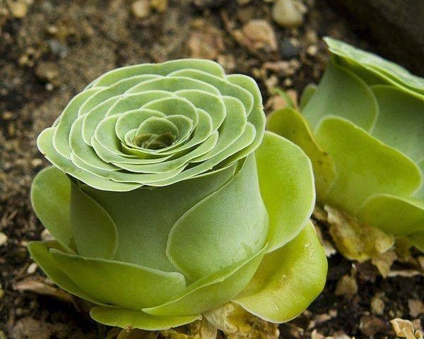 Aeonium Diplocycla Gomera 'Green Rose'