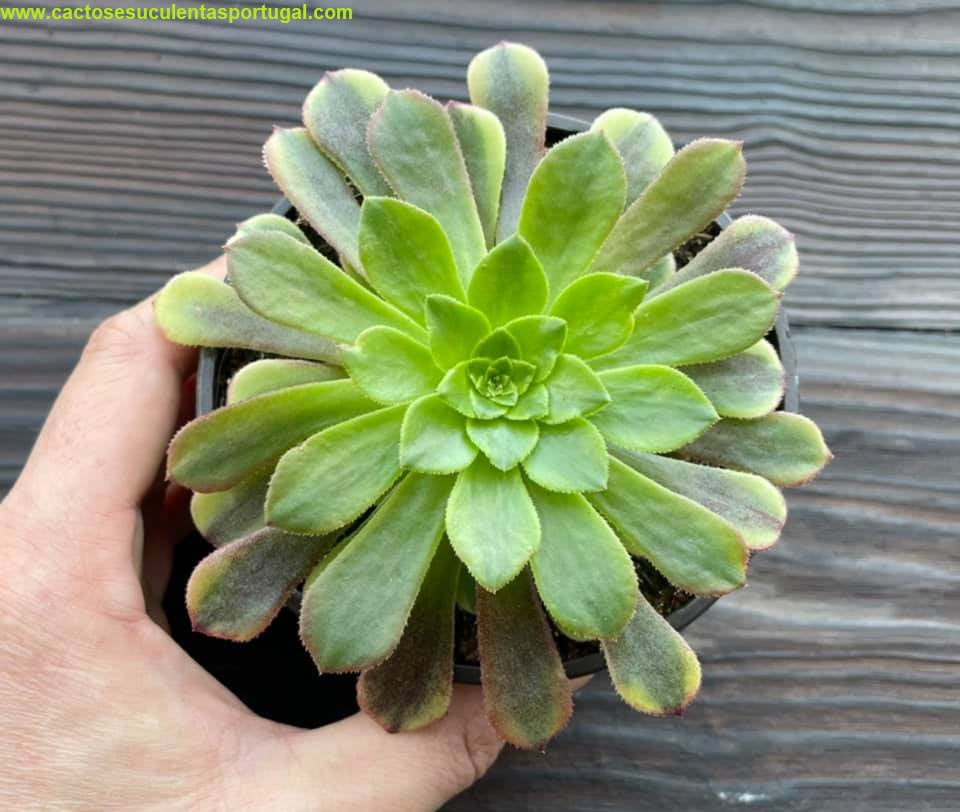 Aeonium Fiesta