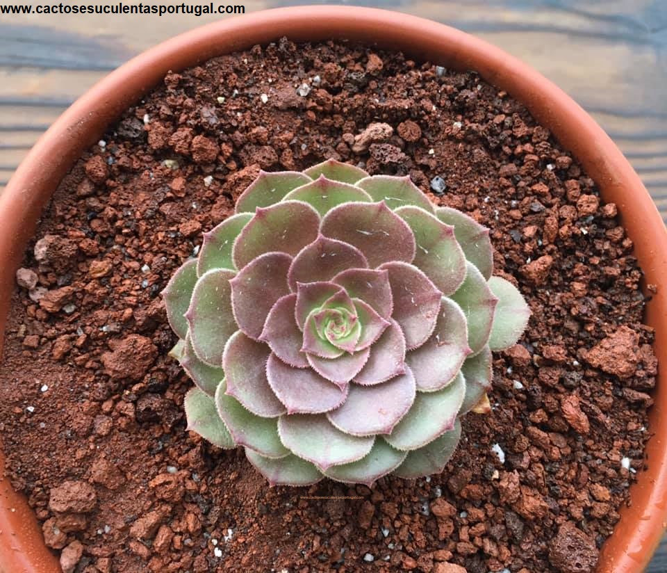 Aeonium 'Madeira Rose' Aeonium Halloween