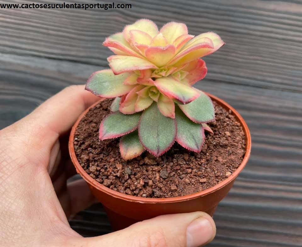 Aeonium Haworthii 'Kiwi' extra ramificado 