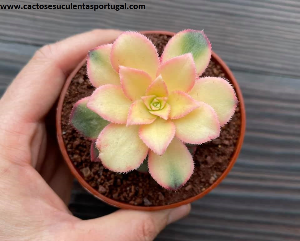 Aeonium Haworthii 'Kiwi' extra ramificado 