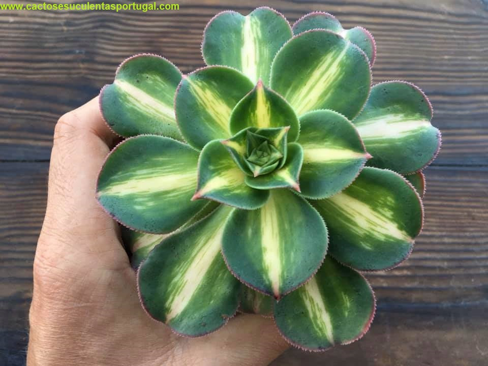 Aeonium Starburst Lemon Lime