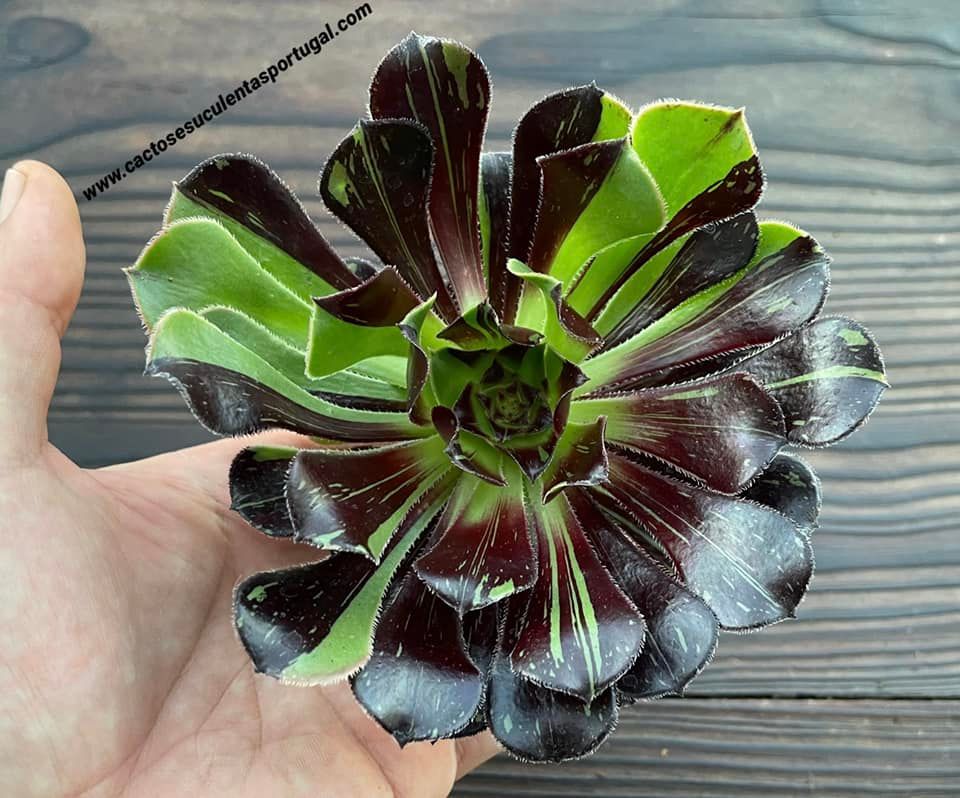 Aeonium 'Big Bang'