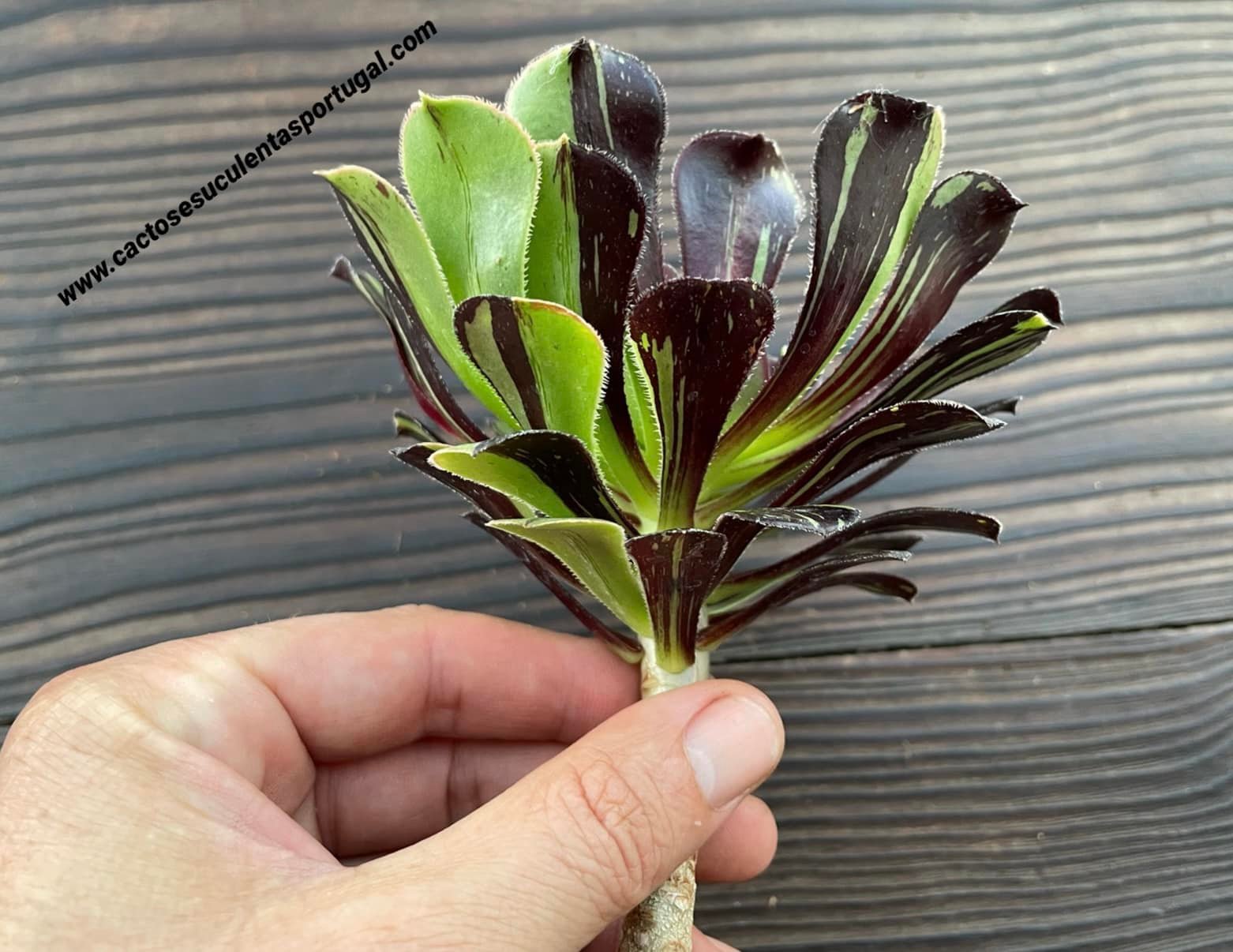 Aeonium 'Big Bang'