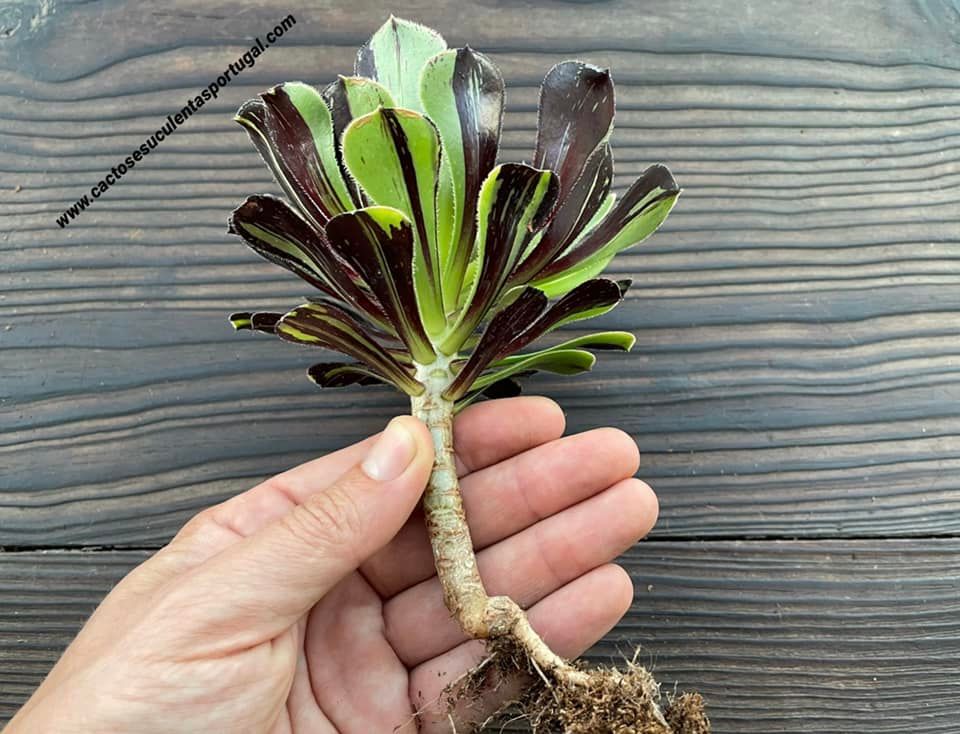 Aeonium „Urknall“