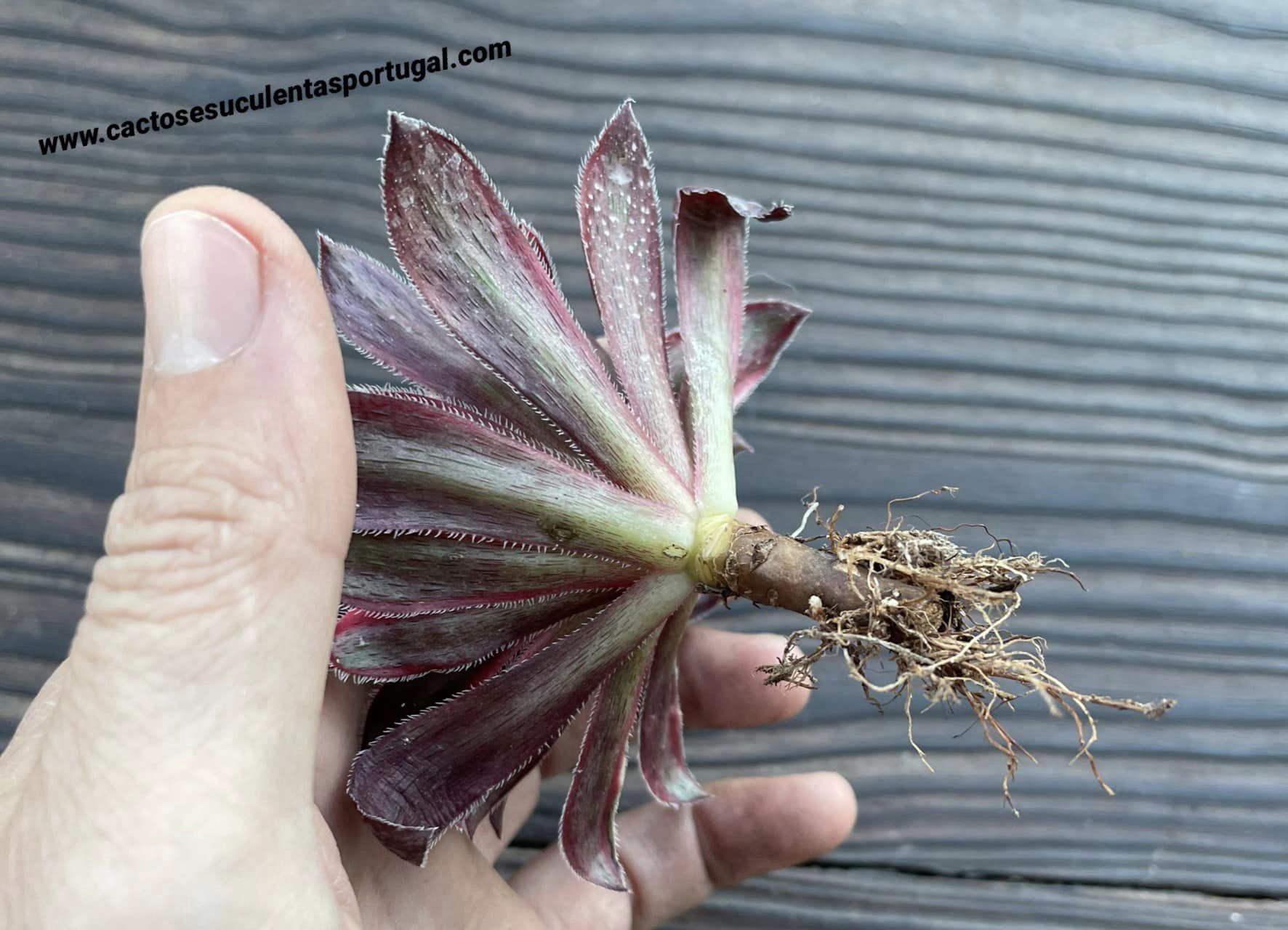 Aeonium ‘Black Magic’ variegated