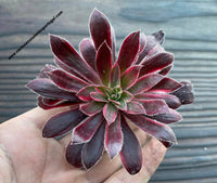 Aeonium ‘Black Magic’ variegated