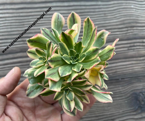 Aeonium ‘Bronze Medal’ variegata