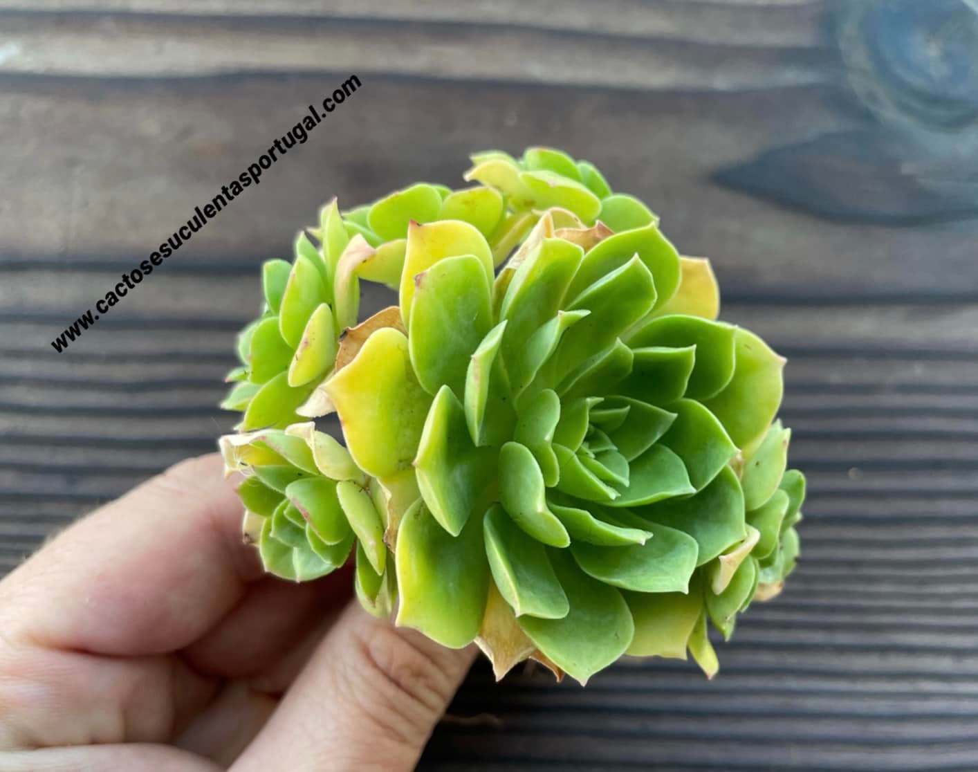 Aeonium 'Captain Morgan'