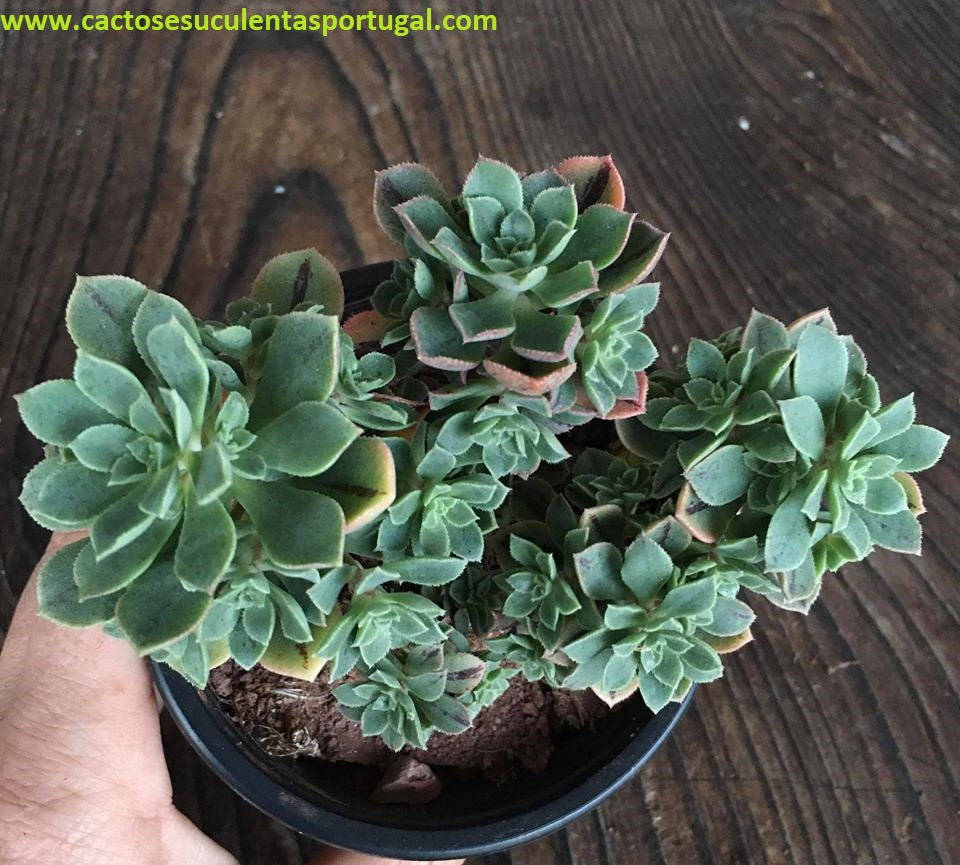 Aeonium Castello Paivae var. Sarae