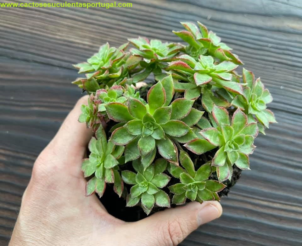 Aeonium ‘Cornish Pixie’
