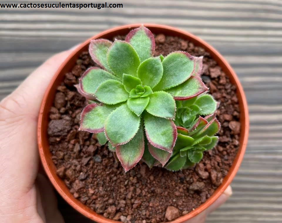 Aeonium ‘Cornish Pixie’