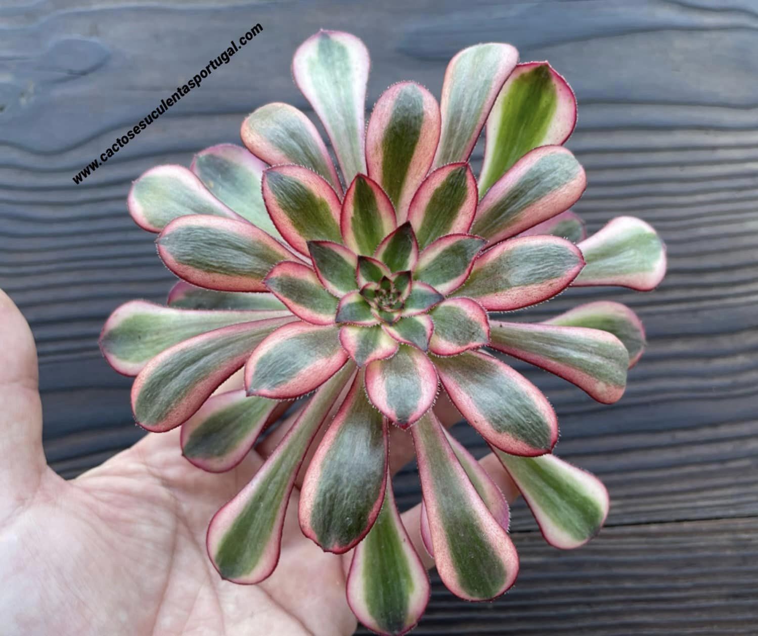 Aeonium 'Cornish Rose' form. variegated