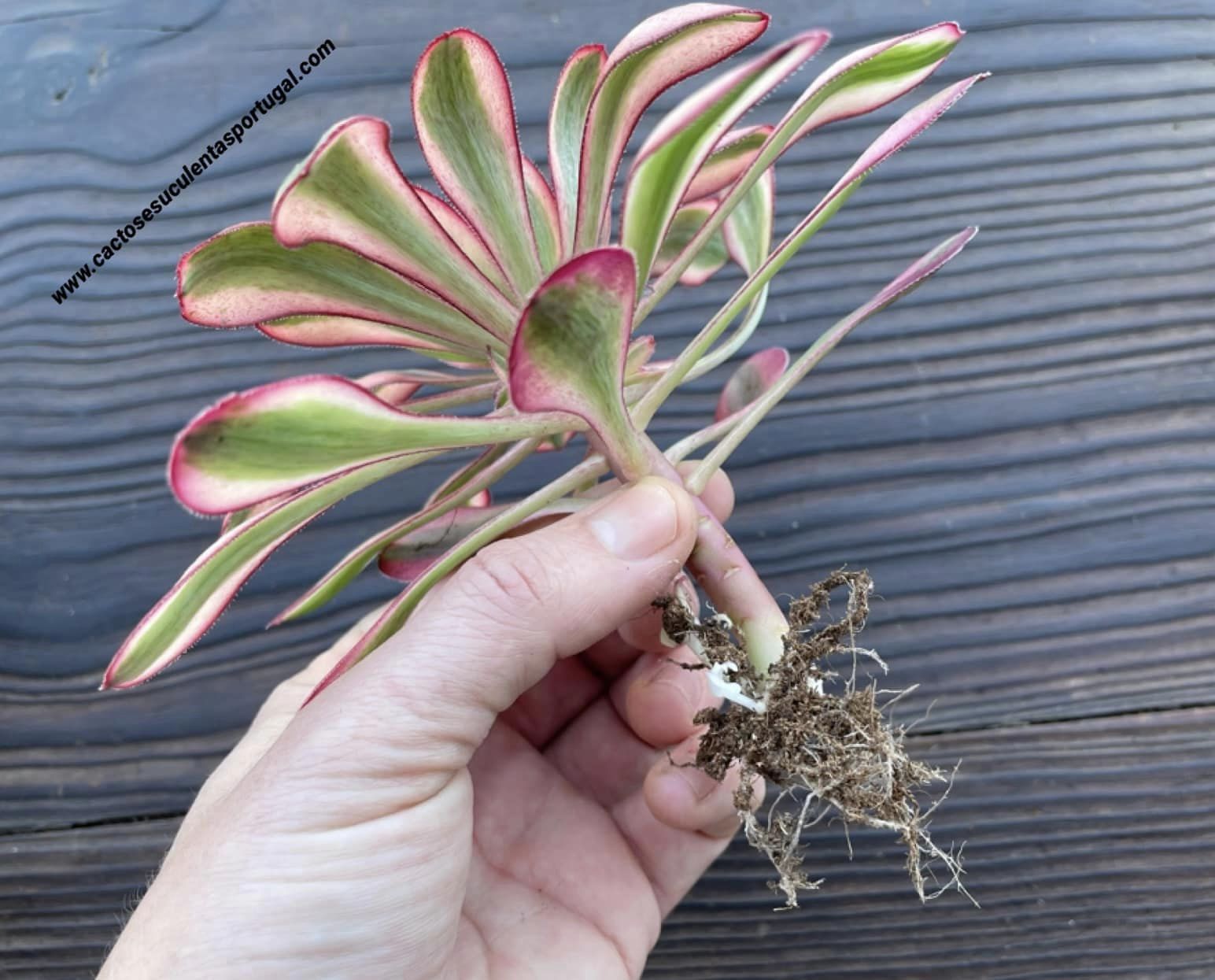 Aeonium 'Cornish Rose' form. variegated