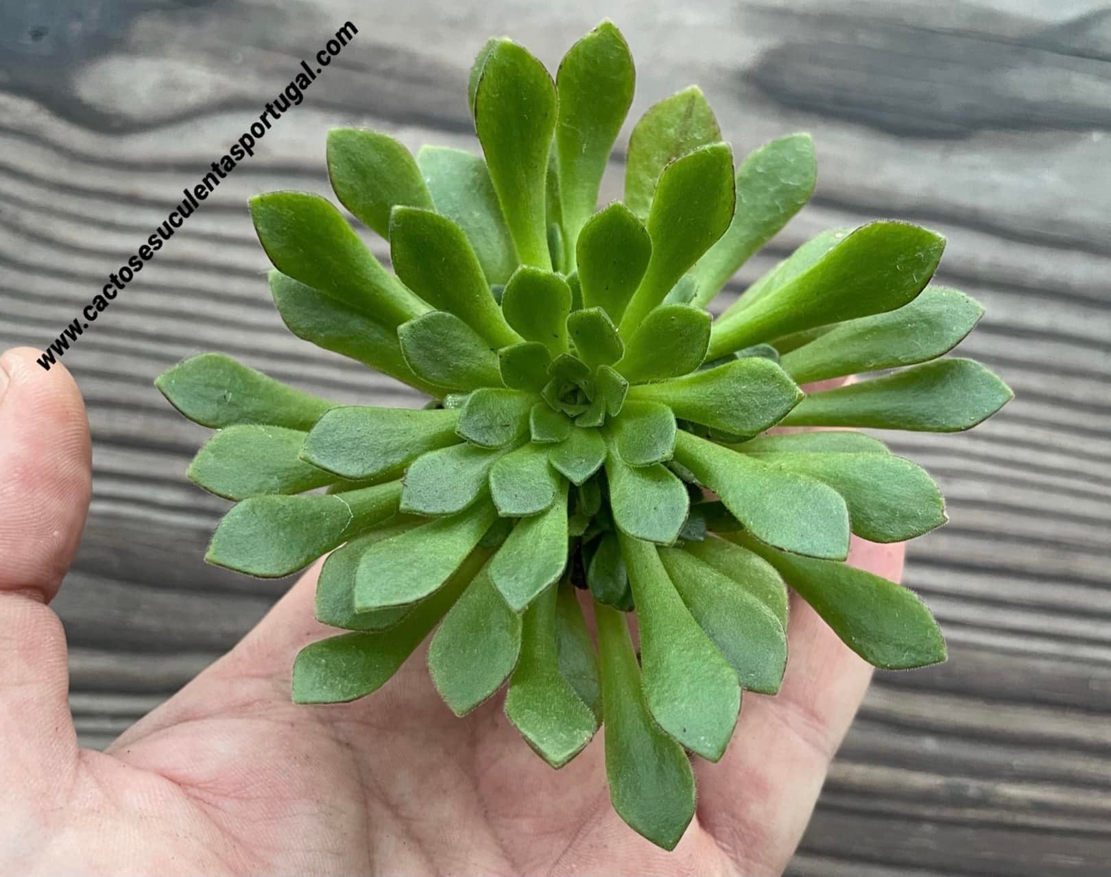 Aeonium ‘Cupcake’