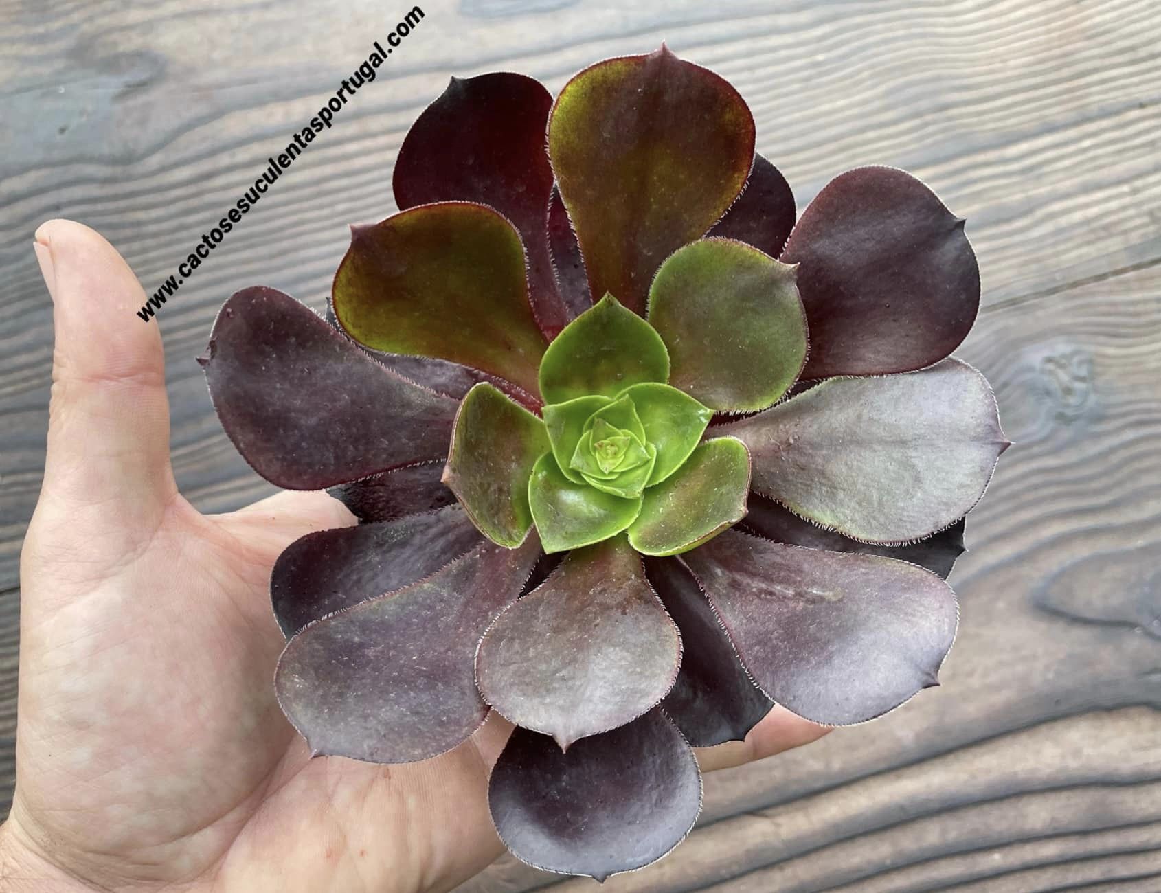 Aeonium 'Cyclops'