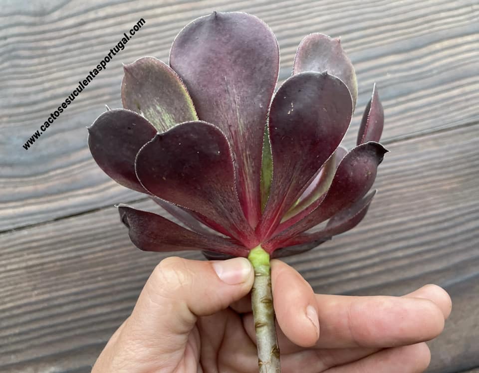 Aeonium 'Cyclops'